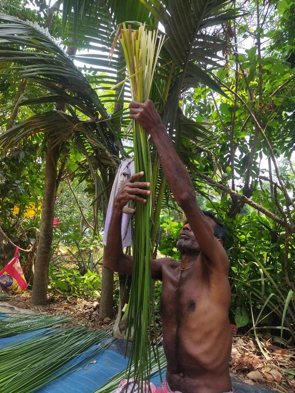 Harvesting the Weft: Processing Madurkati Grass